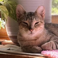 Milwaukee Record Cat Of The Week: Princess — Mount Pleasant Business news